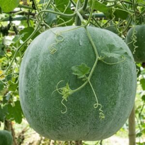 Wax Gourd Jumbo Seeds | Large Round Benincasa hispida Seeds for Planting | 1 Gram