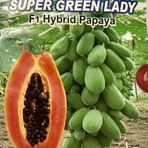Papaya Seeds - Super Green Lady Hybrid Papaya Seeds For Planting 1 Gram Seeds