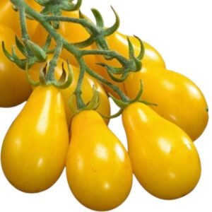 Yellow Pear Heirloom Tomato Seeds – Non-GMO Cherry Tomato