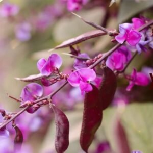 Purple Moonshadow Hyacinth Bean Seeds – Ornamental Flower Vine