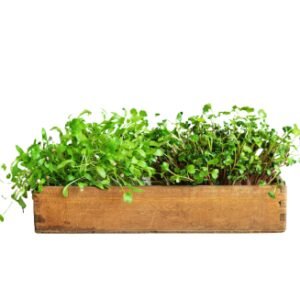 Herbs/Microgreens