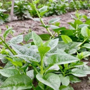 Pui Shak - Green Mota Doga Seeds For Planting