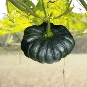 Pumpkin Thai Black Diamond Seeds | Premium Dark Green Thai Pumpkin Hybrid for Planting