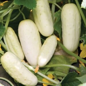 White Cucumber Salt and Pepper Seeds – Organic Heirloom Ivory Pickling & Slicing Cucumber (Cucumis sativus)
