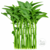 Edible green stem amaranth Sabuj Danta displayed against a white background