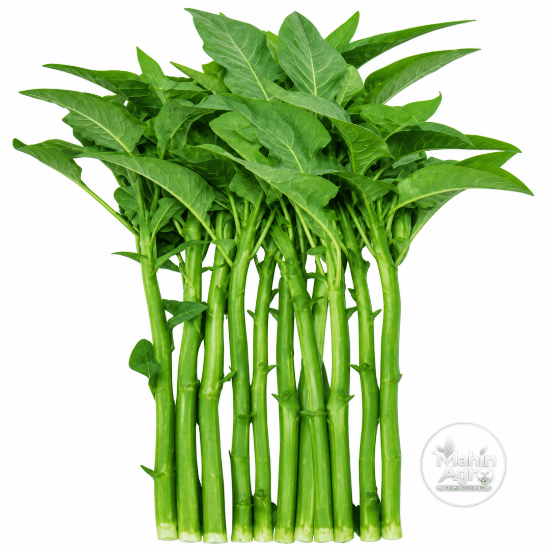 Edible green stem amaranth Sabuj Danta displayed against a white background