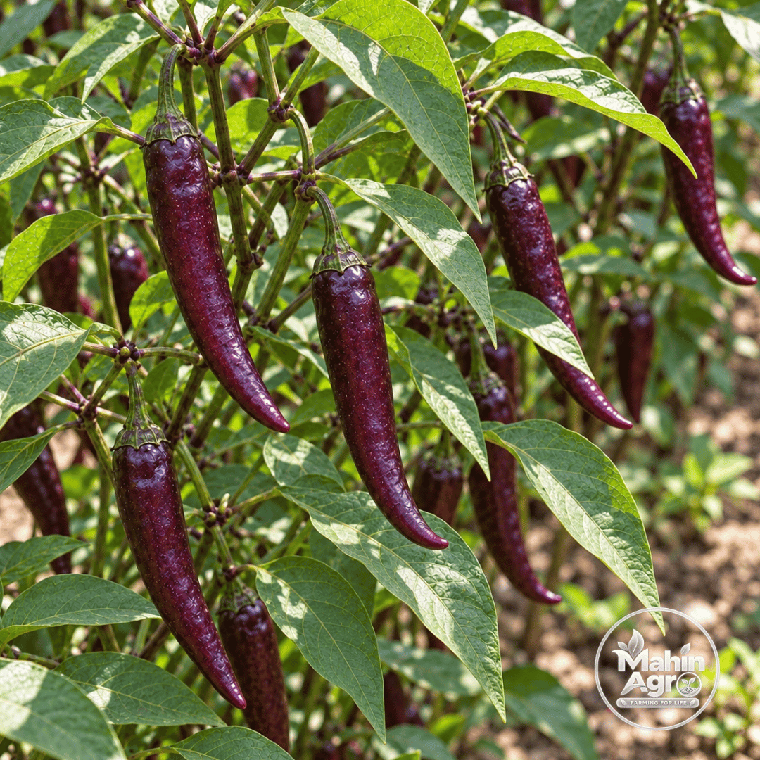 Cayenne Purple Pepper Seeds. Close-up of slender purple cayenne chili peppers growing on a plant.