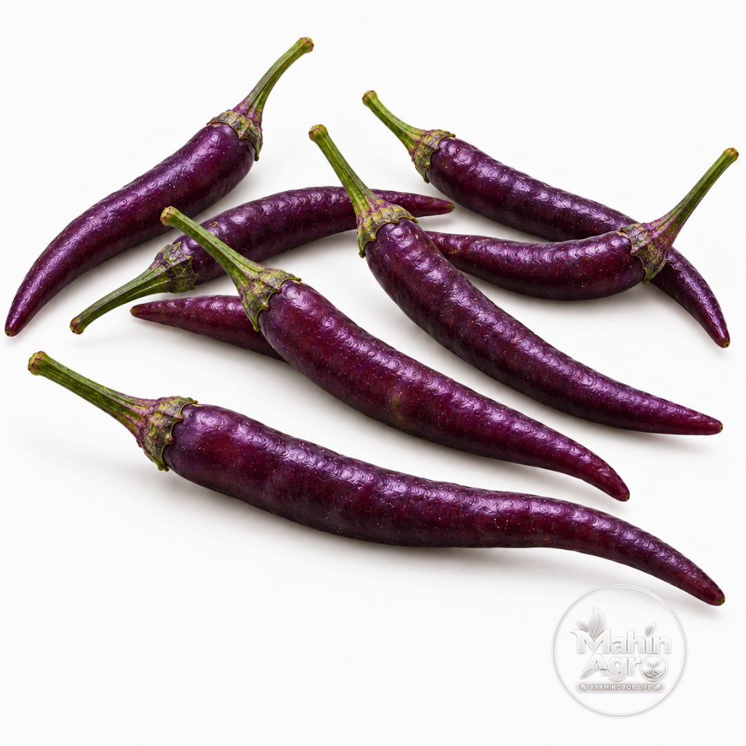 Cayenne Purple Pepper Seeds. Harvested Cayenne Purple peppers with green stems on a white background