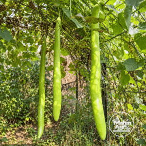 Cucuzzi Italian edible gourds hanging from leafy vines on a garden trellis.