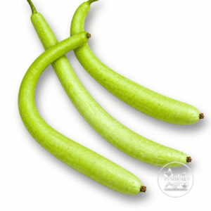 Cucuzzi Italian Edible Gourd Seeds. Three slender light-green Cucuzzi Italian edible gourds on a white background.