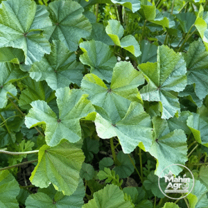 Edible Cheeseweed Mallow Spinach Seeds. Cheeseweed mallow spinach plants growing in soil with broad scalloped leaves.