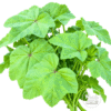 Cheeseweed Edible Napa Shak Seeds. Edible cheeseweed mallow leaves and stems displayed against a white background.