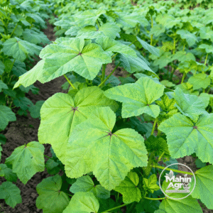 Edible Cheeseweed Mallow Spinach Seeds. Cheeseweed mallow foliage with rounded green leaves and prominent veins.