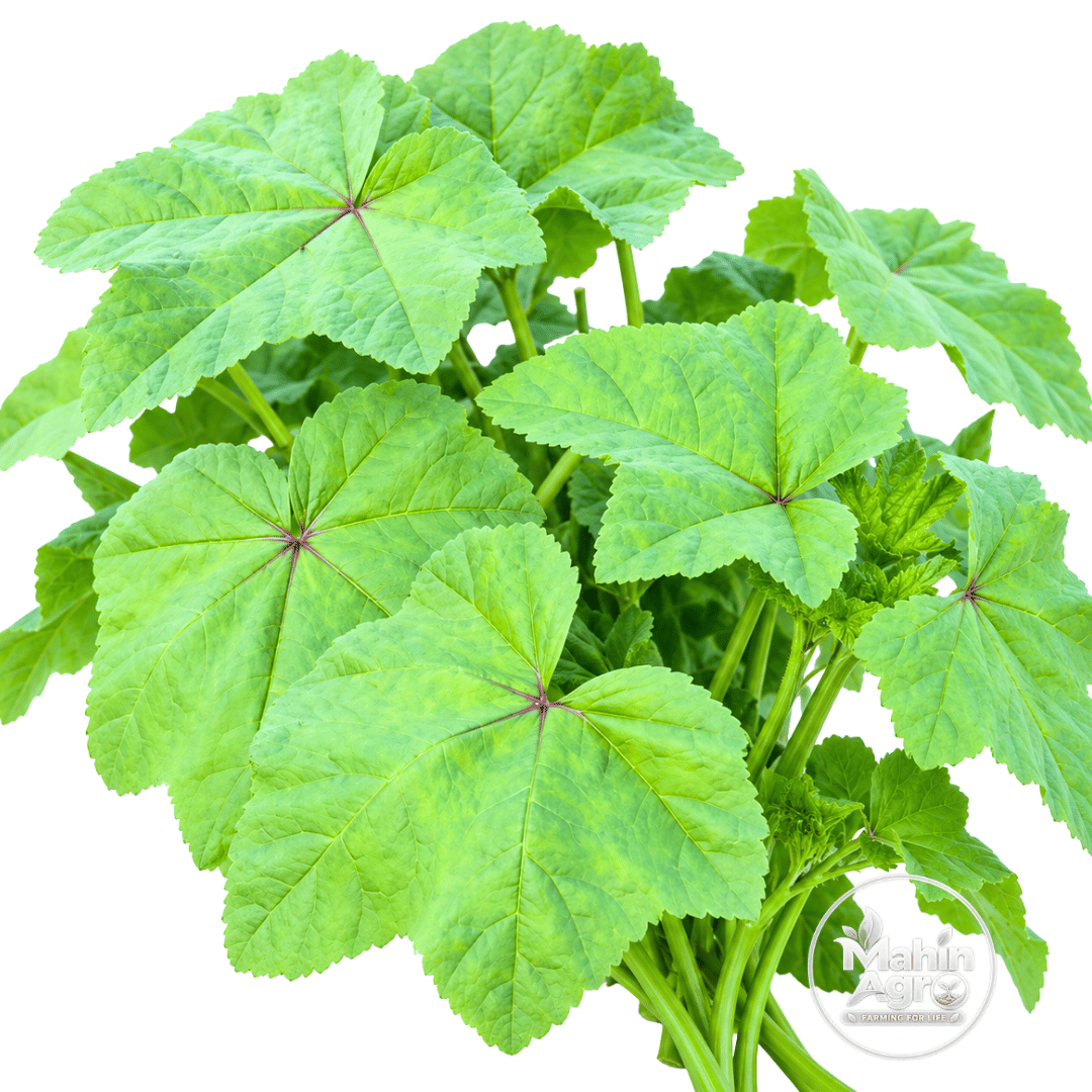 Cheeseweed Edible Napa Shak Seeds. Edible cheeseweed mallow leaves and stems displayed against a white background.