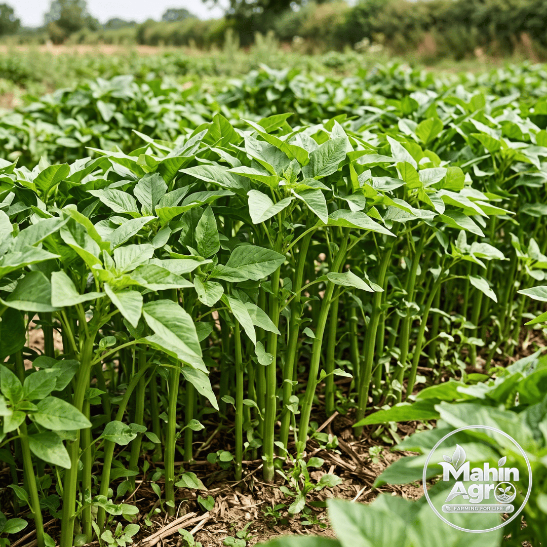Sabuj Danta green amaranth plants growing close together in a field