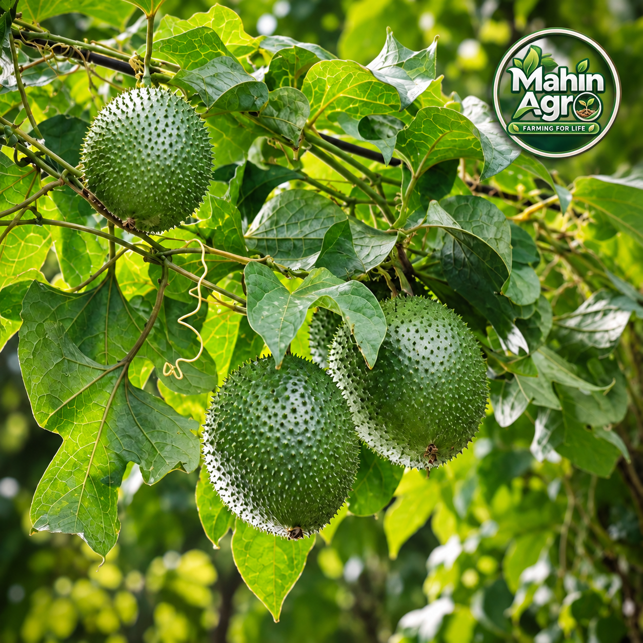 Green gac fruits growing on a leafy vine with Mahin Agro logo