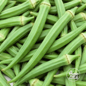 Perkins long pod okra harvest showing green ridged pods