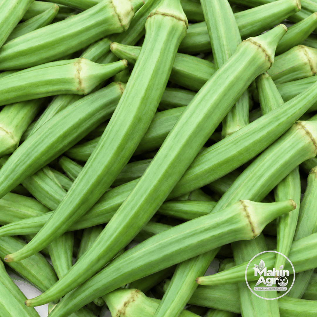 Perkins long pod okra harvest showing green ridged pods