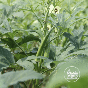 Perkins okra pods growing among broad green leaves