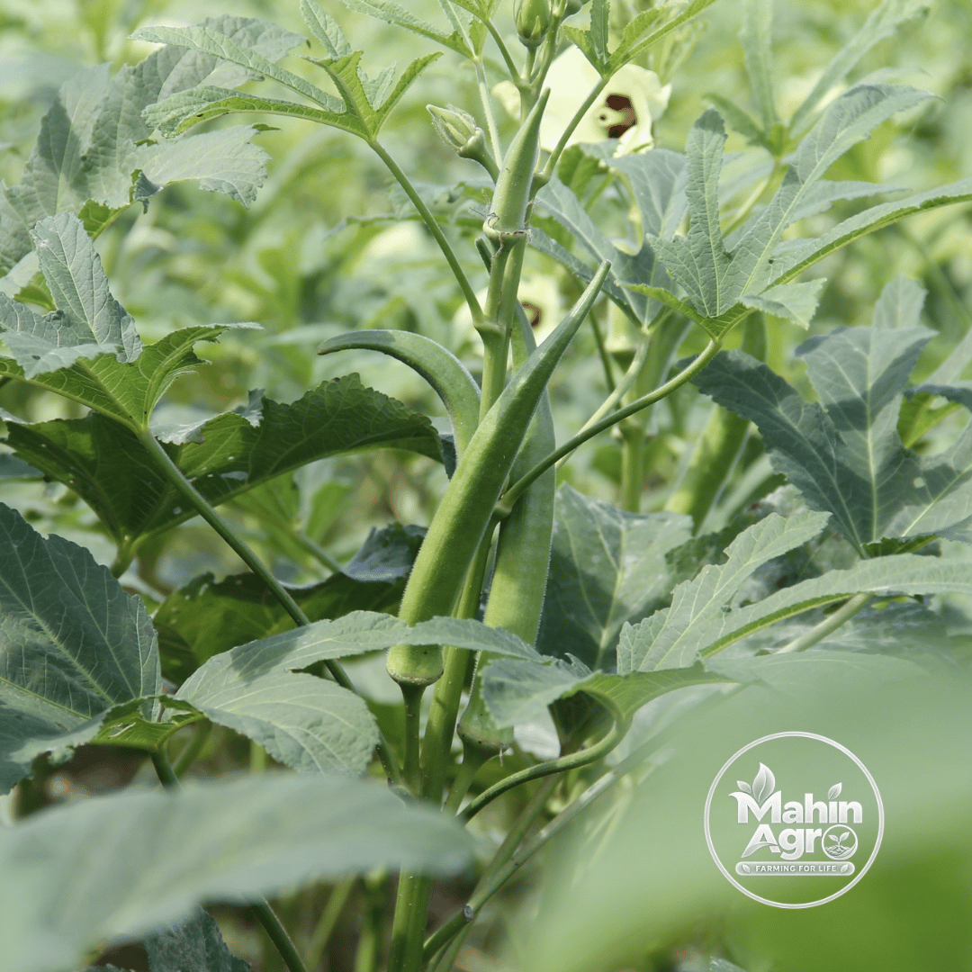 Perkins okra pods growing among broad green leaves
