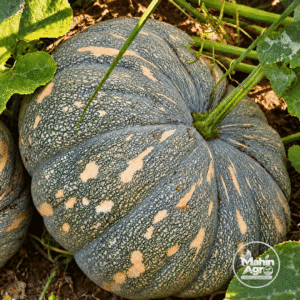 Pumpkin Dotty Sweet Seeds. Close-up of a flat-round Dotty Sweet pumpkin with pale speckles among garden vines