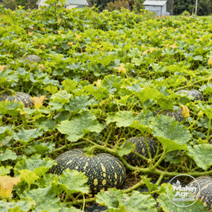 Pumpkin Dotty Sweet Seeds. Dotty Sweet pumpkins growing among green leaves and yellow flowers in a garden