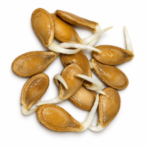 Pumpkin Dotty Sweet Seeds.