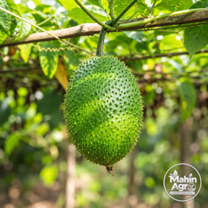 Green gac fruit hanging from a vine among leaves