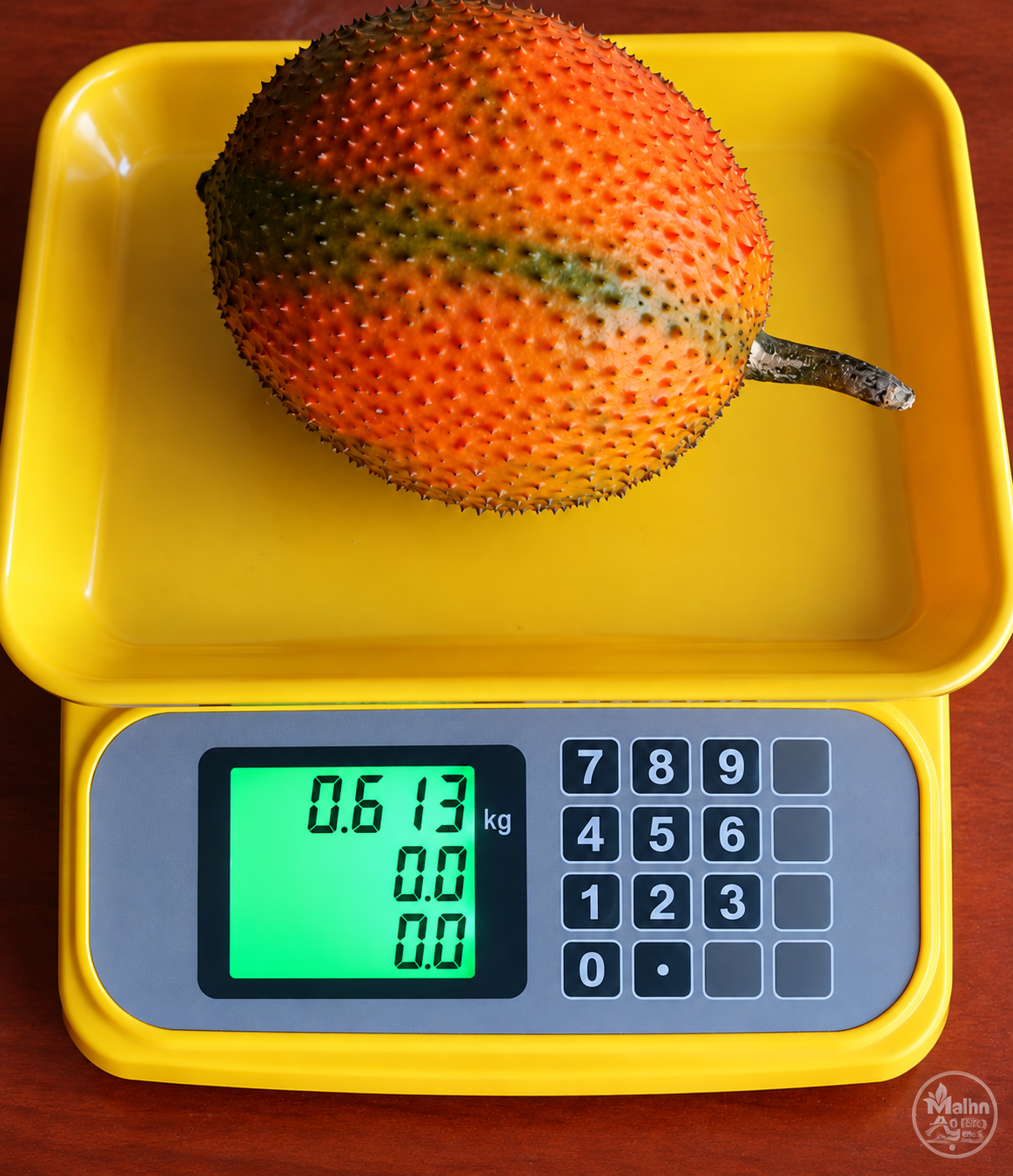 Orange gac fruit resting on a yellow digital scale