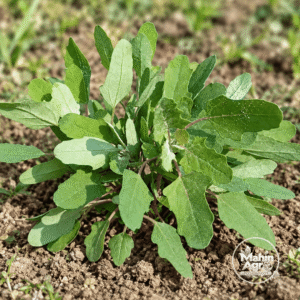 Spinach Red Aztec Seeds. Spinach Red Aztec plant with green goosefoot-shaped leaves growing in garden soil