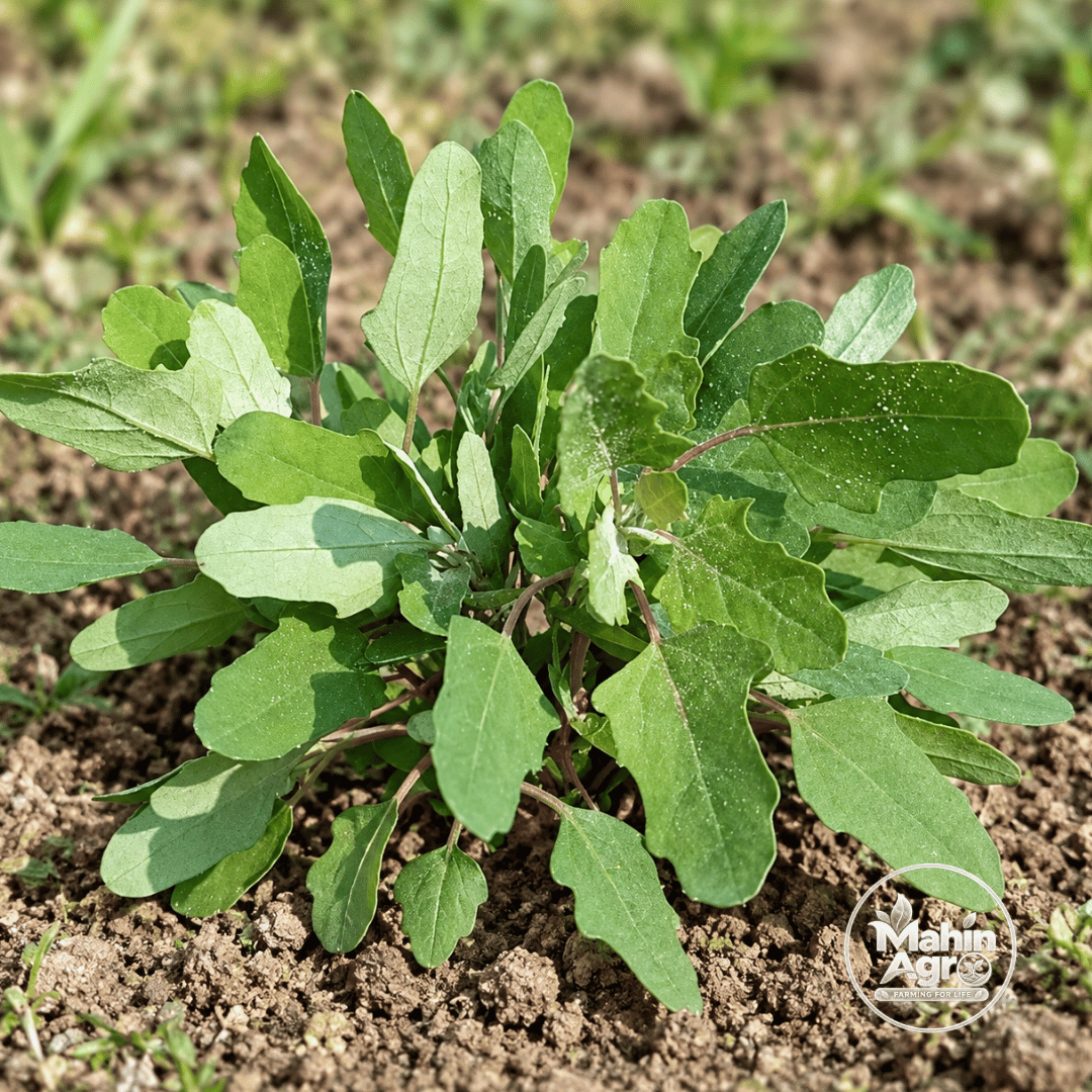 Spinach Red Aztec Seeds. Spinach Red Aztec plant with green goosefoot-shaped leaves growing in garden soil