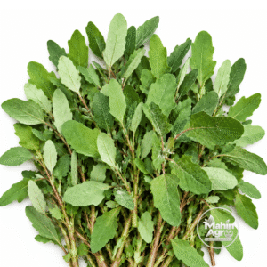 Spinach Red Aztec Seeds. Bunch of Spinach Red Aztec leafy greens with cut stems on a white background