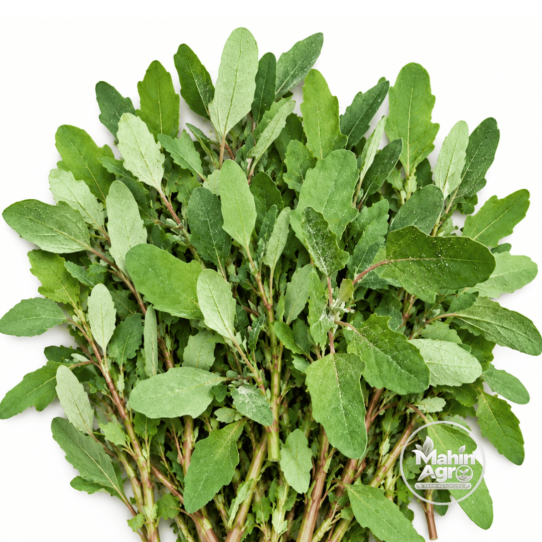 Spinach Red Aztec Seeds. Bunch of Spinach Red Aztec leafy greens with cut stems on a white background