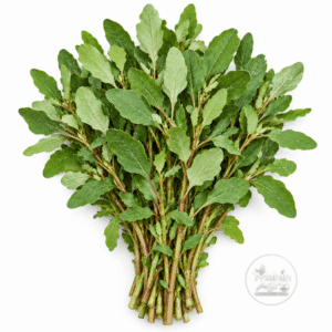 Spinach Red Aztec Seeds-Bathua Shak . Harvested Spinach Red Aztec green leaves and slender stems on a white background