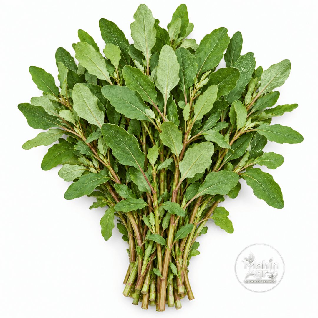 Spinach Red Aztec Seeds-Bathua Shak . Harvested Spinach Red Aztec green leaves and slender stems on a white background